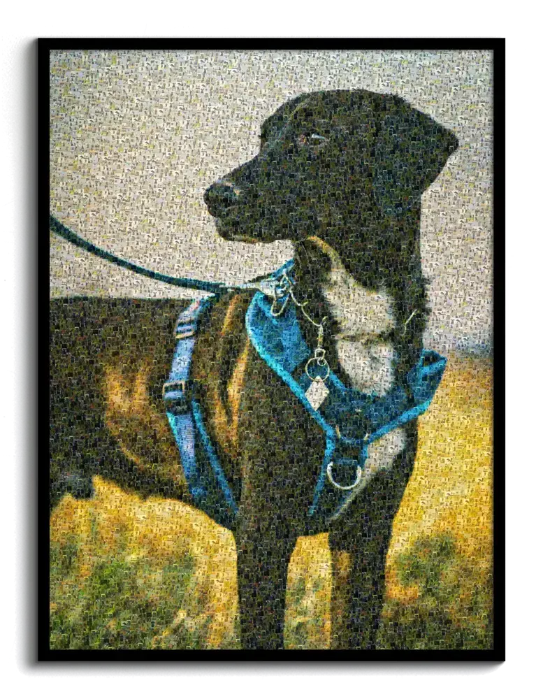 Portrait d’un chien noir avec un harnais bleu en mosaïque de petites photos, dans un cadre noir
